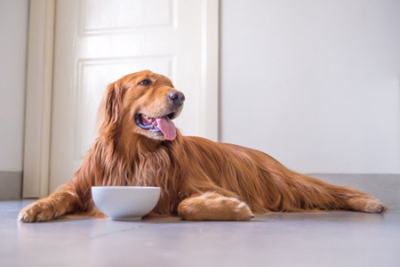 狗狗得犬胰腺炎问题，可能生活饮食习惯有关