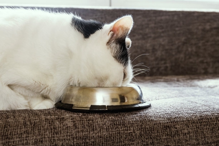 猫主人买猫粮预算钱，买前仔细查看配方表