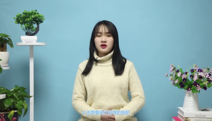 红豆杉的养殖方法和注意事项 红豆杉的养殖方法 
