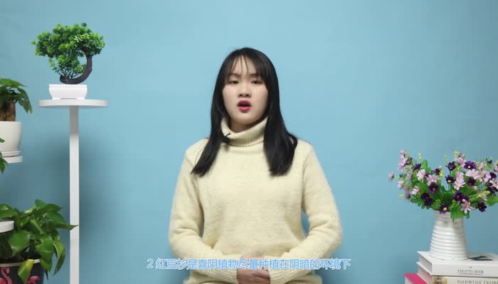 红豆杉的养殖方法和注意事项 红豆杉的养殖方法 