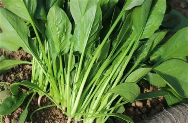 菠菜吃起来为什么会发苦 菠菜怎么保存不会烂 