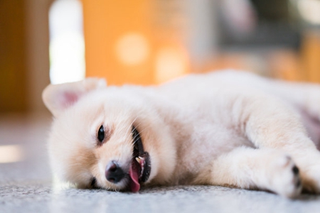宠物狗毛囊炎症状和犬毛囊炎治疗方案