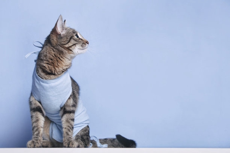 宠物猫上呼吸道综合症的病因和治疗方案