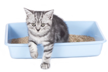 宠物猫上呼吸道综合症的病因和治疗方案