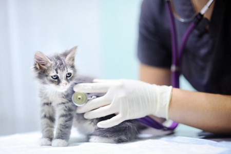 宠物猫又发烧又流眼泪的，可能是猫呼吸道感染