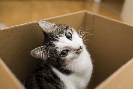 怀疑宠物猫咪感染呼吸道病，那去医院做确诊治疗