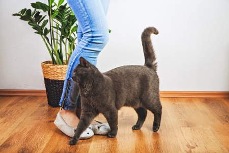 宠物猫癫痫发作如何治疗？记住下面治疗方案