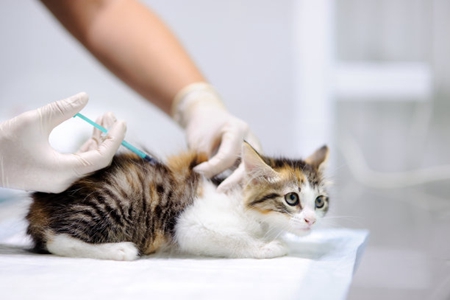 宠物猫又发烧又流眼泪的，可能是猫呼吸道感染