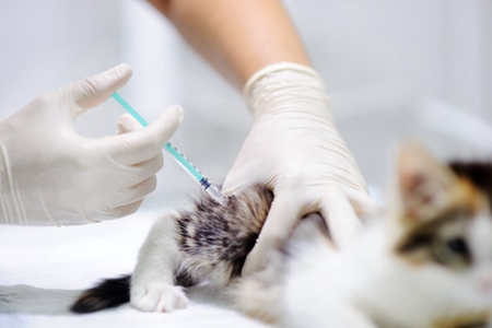 宠物猫又发烧又流眼泪的，可能是猫呼吸道感染