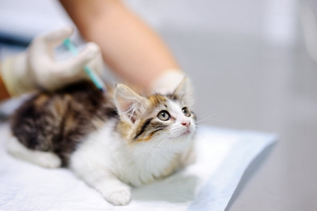 宠物猫又发烧又流眼泪的，可能是猫呼吸道感染