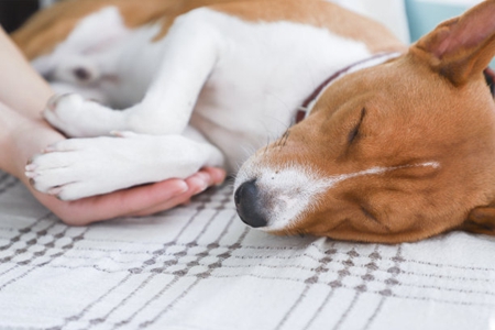 宠物狗肚皮上有红点？可能是犬毛囊炎的诱发原因