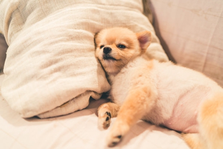 宠物狗毛囊炎症状和犬毛囊炎治疗方案