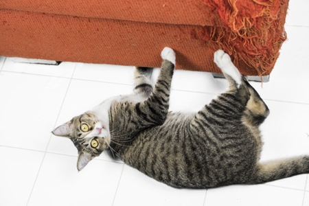 家里养猫沙发还健在吗？记住这三种沙发救治方法