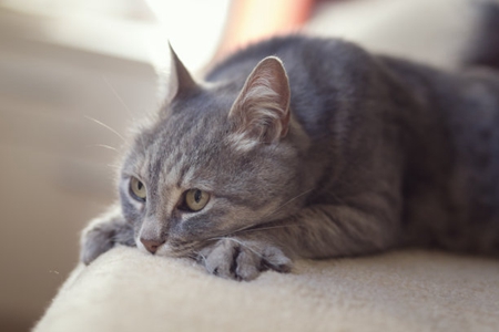 宠物猫癫痫比较常见，铲屎官知道癫痫发作病因