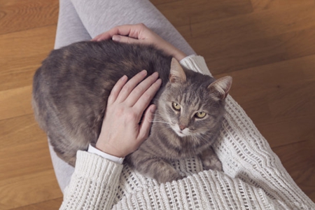 宠物猫癫痫比较常见，铲屎官知道癫痫发作病因