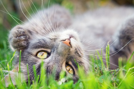 宠物猫眼睛得病，女铲屎官家庭护理关键性