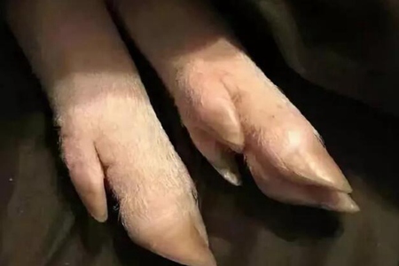 大猪蹄子是什么意思？别会错意不是贬低男人