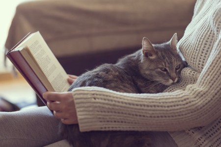 宠物猫嘴唇上的肿胀，可能是5个原因造成的