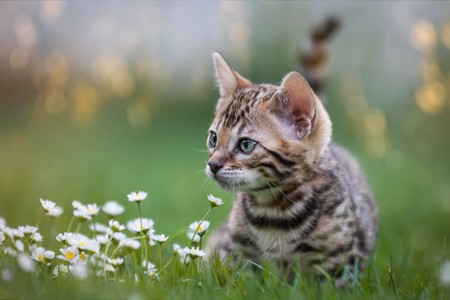 宠物猫眼睛得病，女铲屎官家庭护理关键性