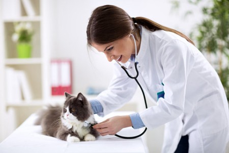 宠物猫嘴唇肿不能消除，那根据这治疗方案实施