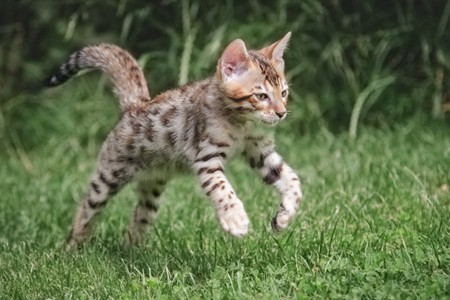 宠物猫眼睛得病，女铲屎官家庭护理关键性