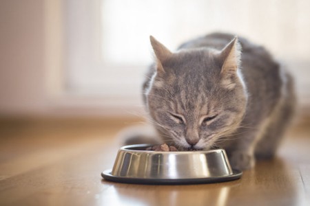 宠物猫嘴唇上的肿胀，可能是5个原因造成的