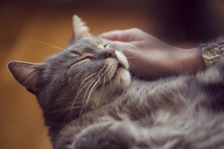 宠物猫嘴唇上的肿胀，可能是5个原因造成的