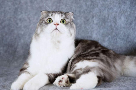 猫咪该什么时候做绝育呢？就来分享下自己的心得