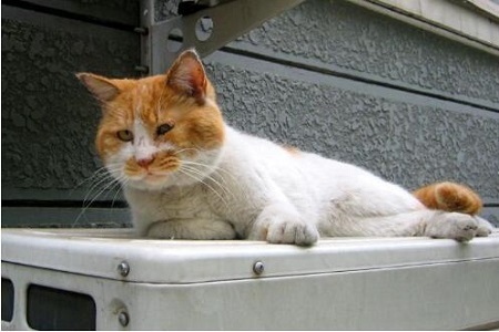 猫咪泌尿道疾病是什么鬼？来看看是什么引起的