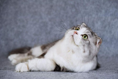 猫咪该什么时候做绝育呢？就来分享下自己的心得