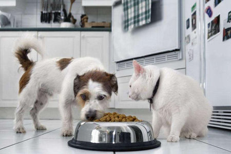 教你们猫狗粮食制作，就能保证质量还能保证健康