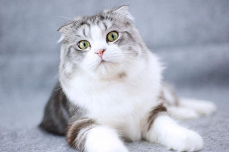 猫咪该什么时候做绝育呢？就来分享下自己的心得