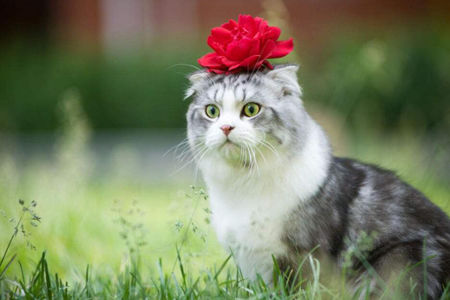猫咪该什么时候做绝育呢？就来分享下自己的心得