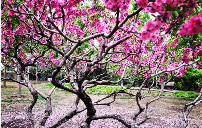 暮春时节是什么时候 暮春时节为什么会冷 