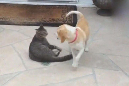 如果家里有养猫狗的，教大家一些方法阻挡它们打架现象