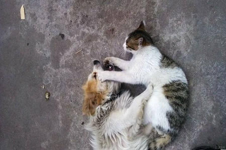 如果家里有养猫狗的，教大家一些方法阻挡它们打架现象