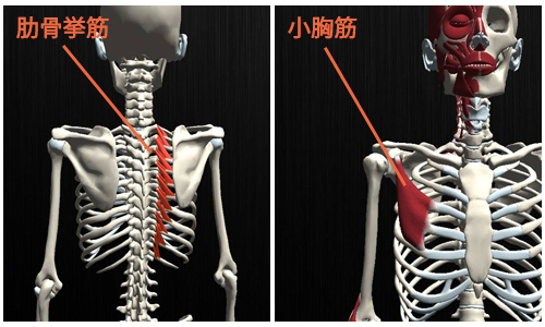 锻练3处肌肉即可拥有丰胸效果