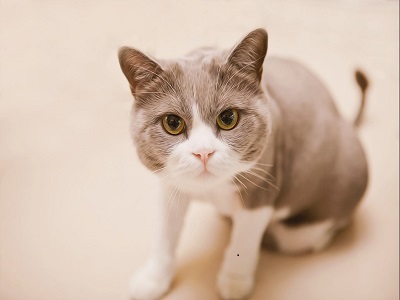 猫咪优雅如厕养成法