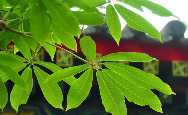 旅游：灵隐寺千年七叶树开花 有多美？ 