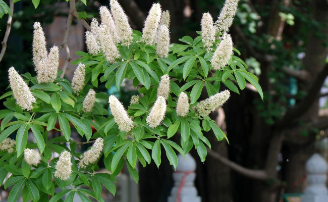 旅游：灵隐寺千年七叶树开花 有多美？ 