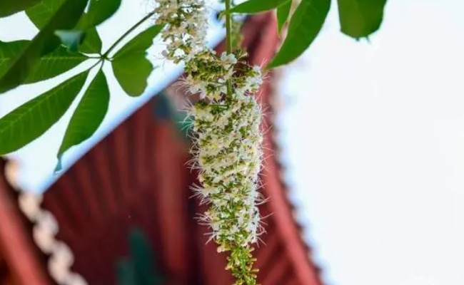 旅游：灵隐寺千年七叶树开花 有多美？ 