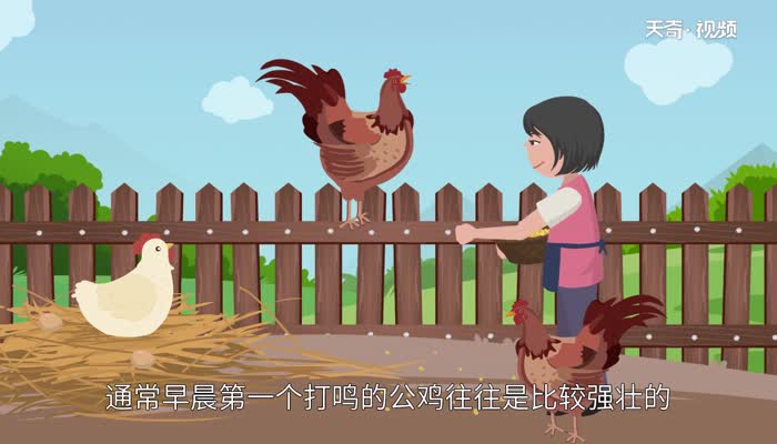 公鸡为什么打鸣 公鸡打鸣的原因 