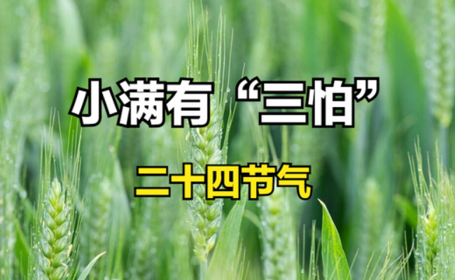 小满有“三怕” 怕的都是啥？ 