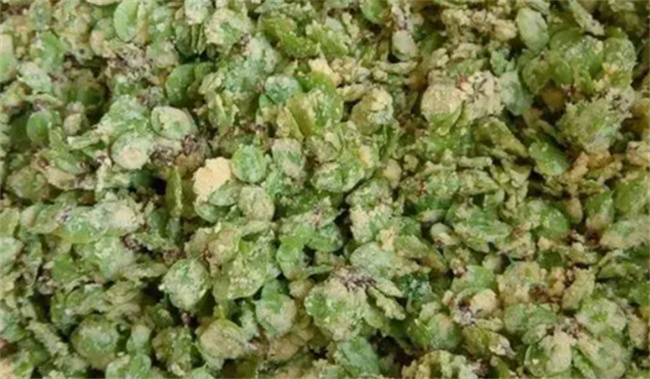 榆钱不知道怎么做好吃的话 就试试这5种做法吧 简单美味又好吃 