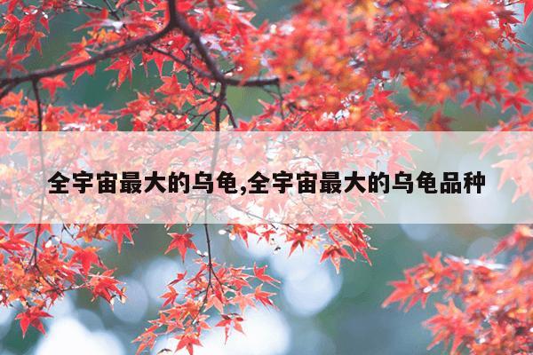 全宇宙最大的乌龟,全宇宙最大的乌龟品种