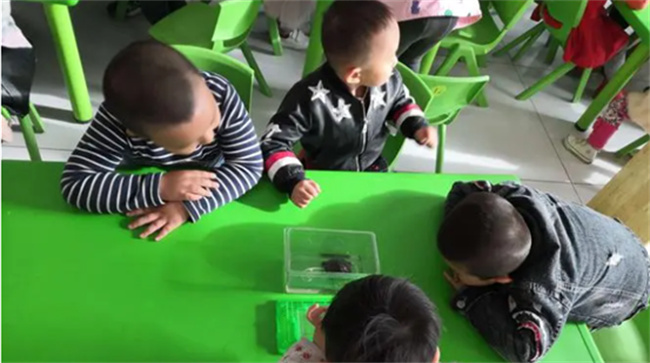 幼儿园养小动物对幼儿起什么作用（幼儿养宠物要注意的问题） 