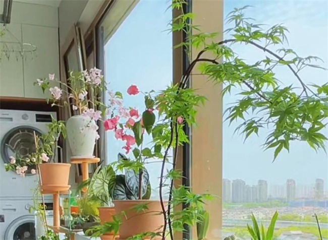 遇上“爱养花”的邻居 日子过得那叫一个“闹心” 晒给大家看看 