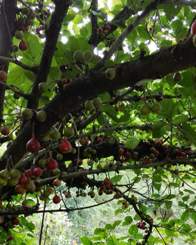 院子里种无花果树好吗？院子里种什么树风水好