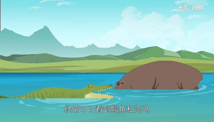 鳄鱼为什么不吃河马  鳄鱼不吃河马是什么原因 