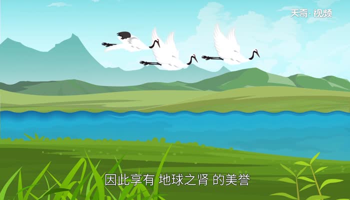 湿地又被称为 湿地又名什么 